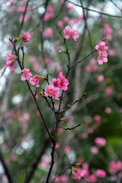 花枝