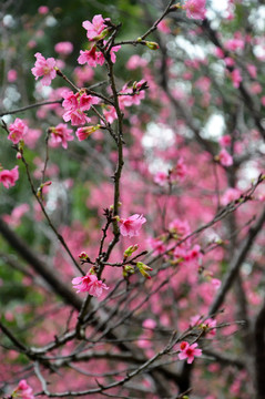 花枝