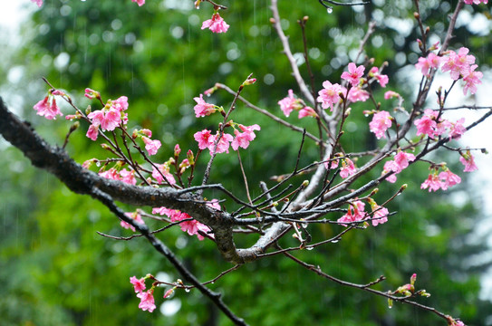 雨天花枝