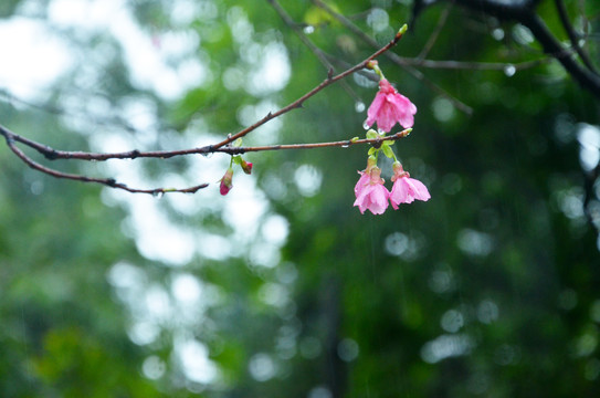 雨天花朵