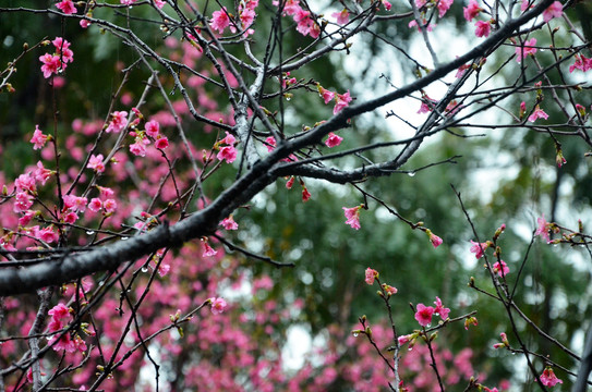 春雨花枝