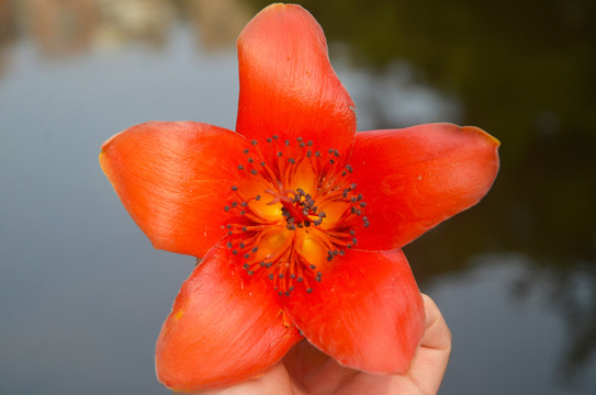 木棉花