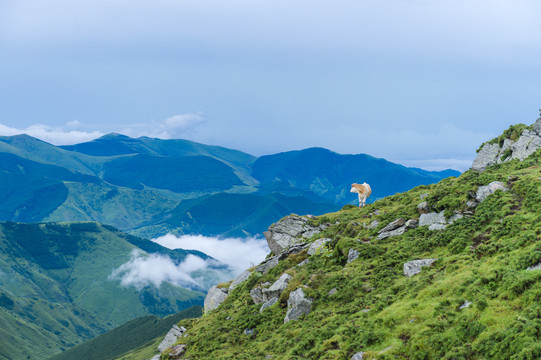 五台山朝台