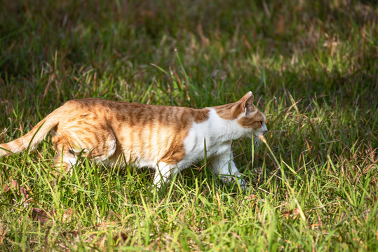 公园草地上的猫