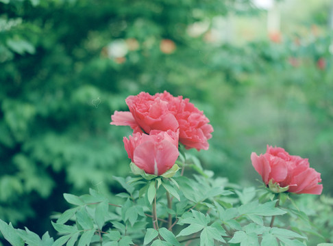 芍药花红花