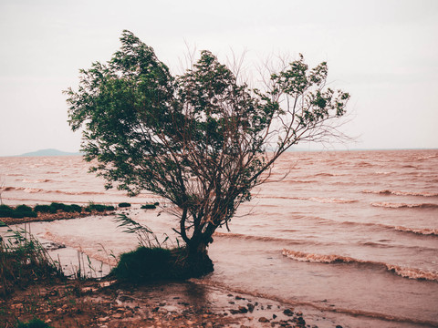 湖泊树木湿地