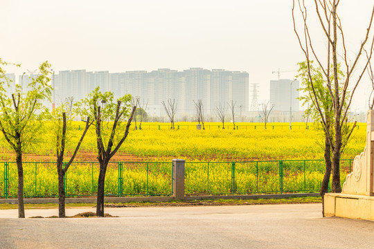 南京上秦淮湿地公园