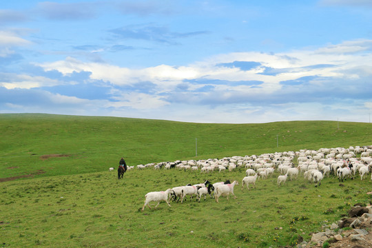 高原牧羊人