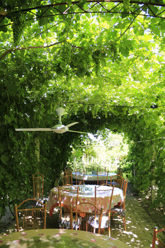 葡萄树下的餐桌