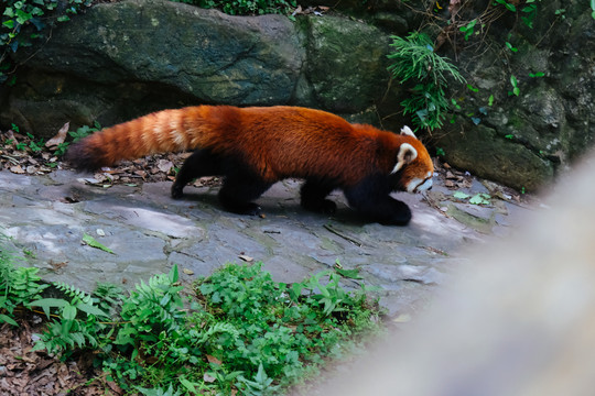 小熊猫