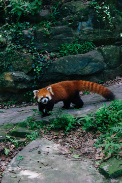 小熊猫