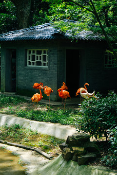 火烈鸟