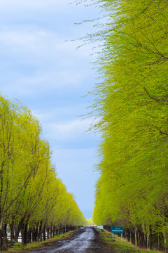 绿树成荫