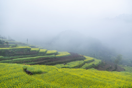 建德胥岭油菜花