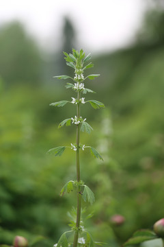 夏至草