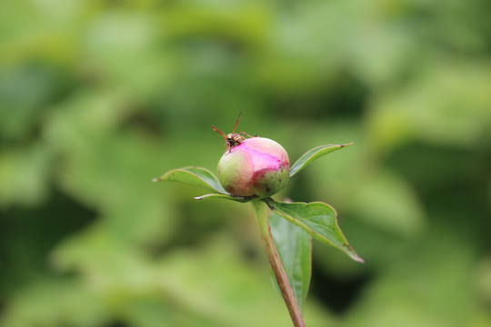 粉红芍药花