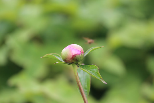 粉红芍药花