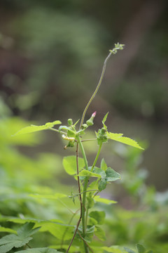 葎草