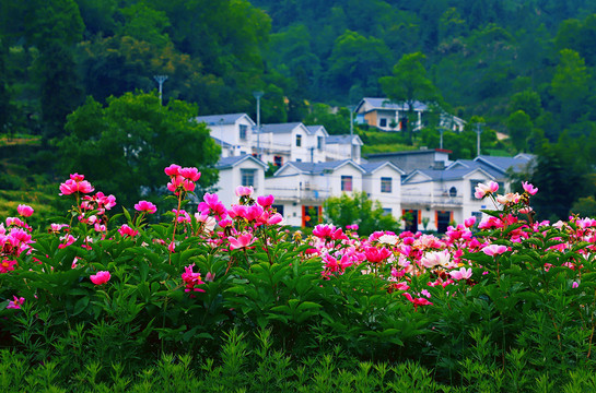 芍药花二