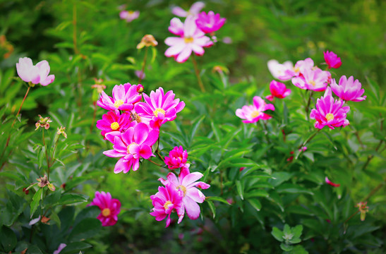 芍药花十