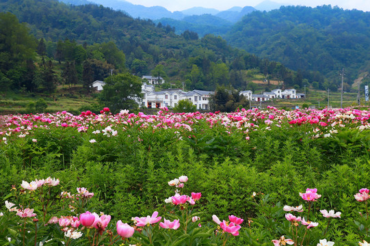 芍药花八