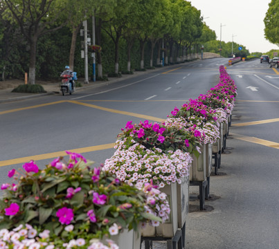 鲜花隔离带