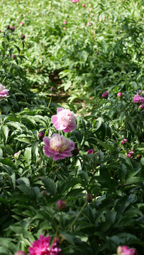 芍药特写