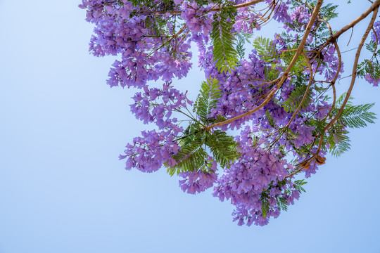 蓝花楹