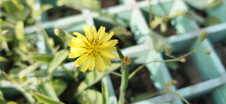 野菊花