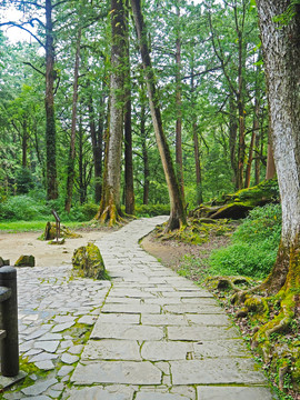 台湾阿里山原始森林