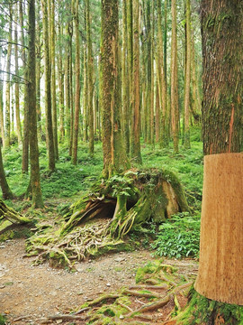 台湾阿里山原始森林