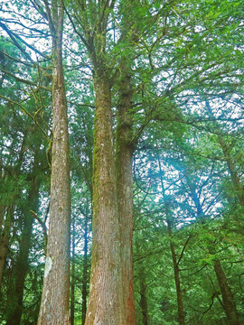 台湾阿里山原始森林