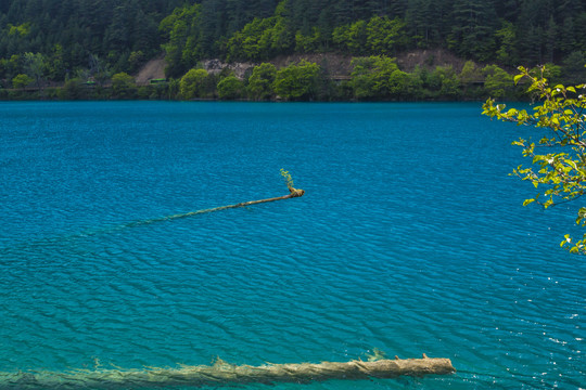 九寨沟犀牛海