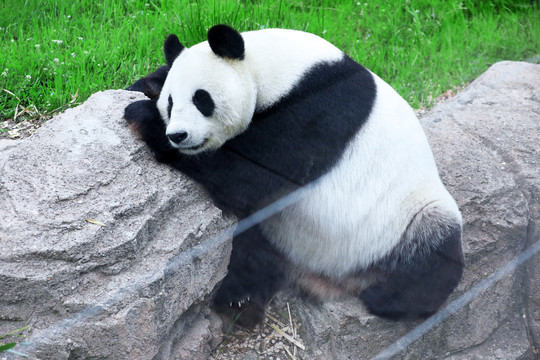 熊猫睡觉