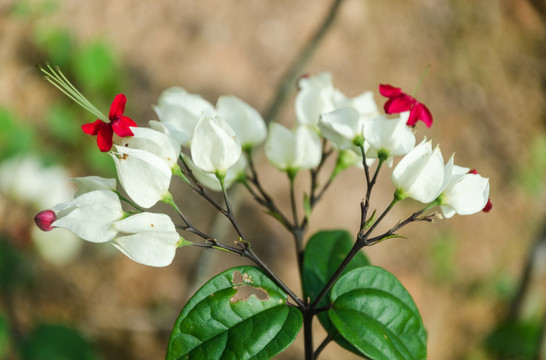 龙吐珠