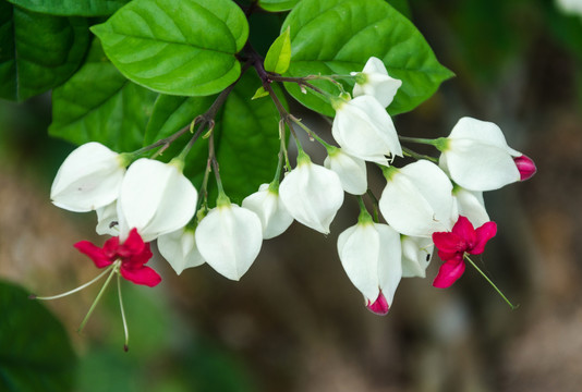 龙吐珠