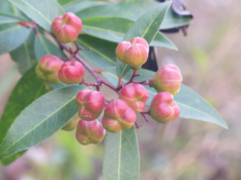 卫矛科植物刺茶裸实