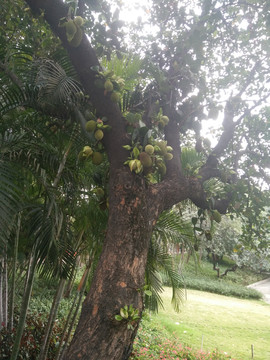 菠萝树