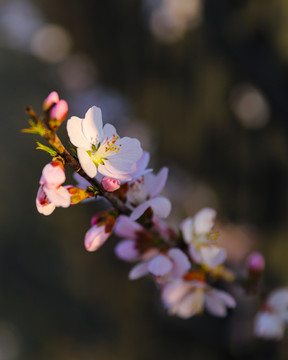 3月北京的山桃花