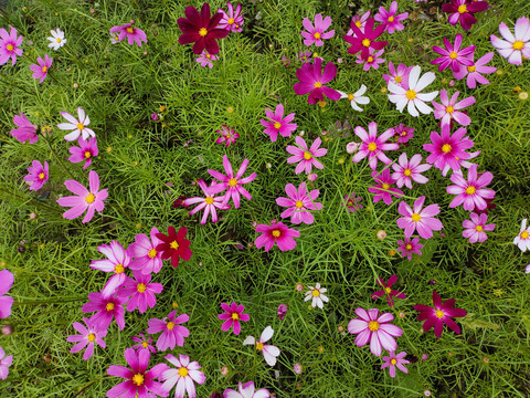 格桑花背景墙