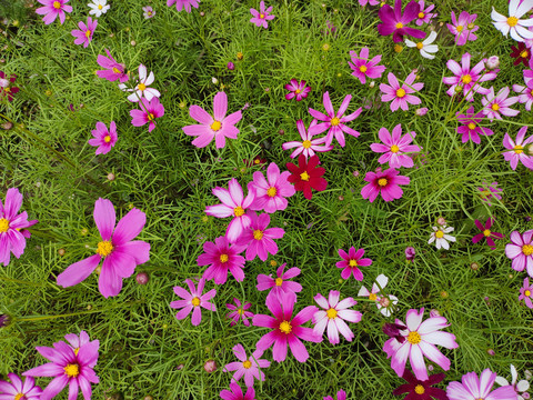 格桑花花墙