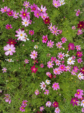 格桑花