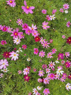 格桑花