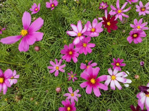 格桑花