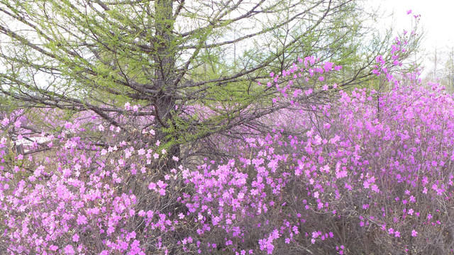 杜鹃松树