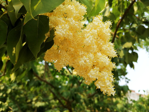 女贞花