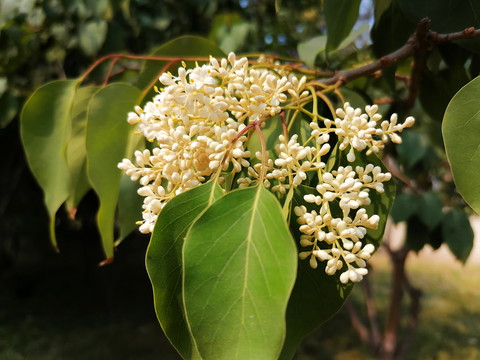 女贞花