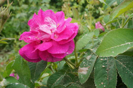 平阴玫瑰花