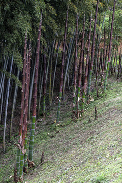 山坡竹笋摄影图