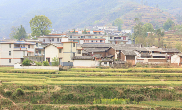 夏收正当时